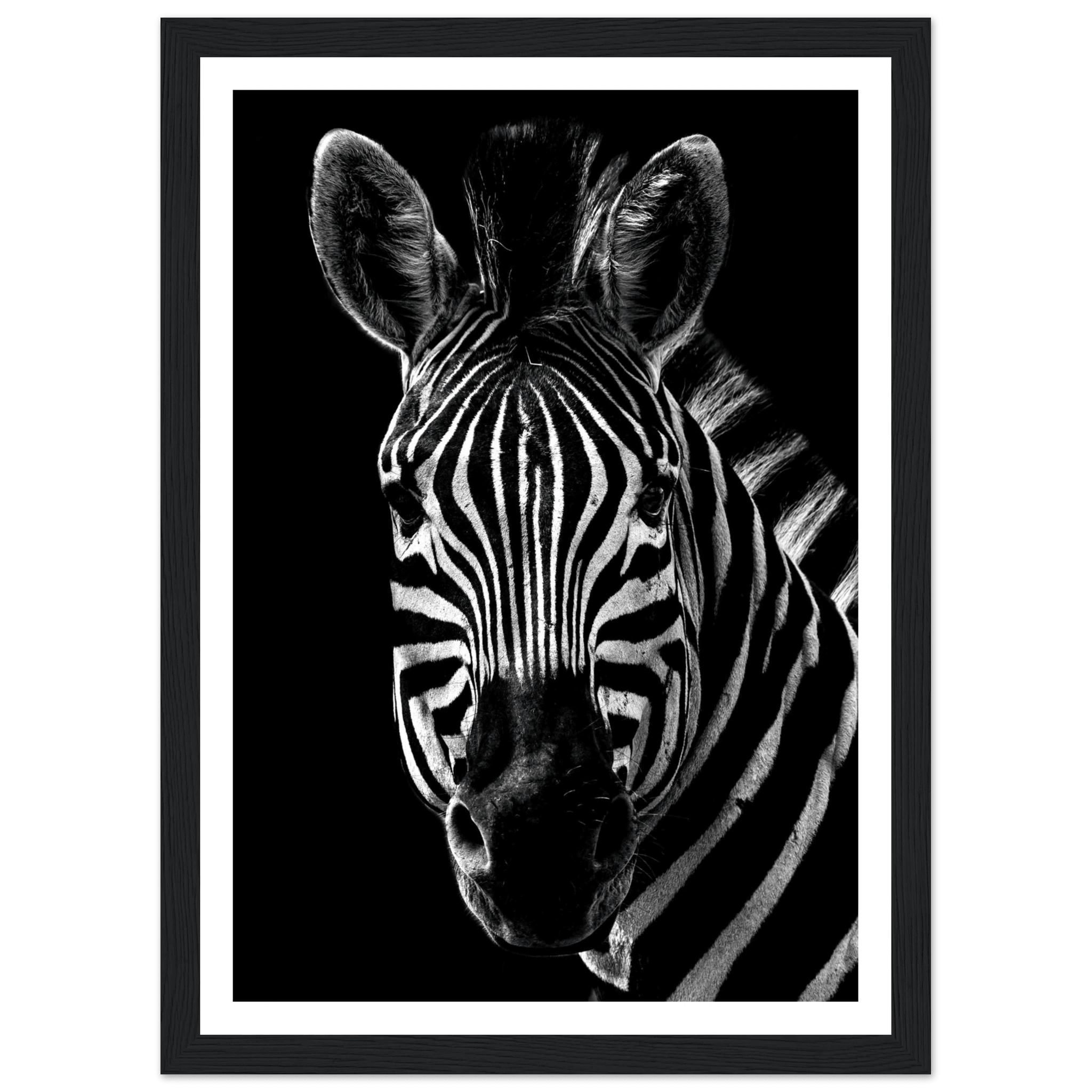 Zebra - Poster - Arthena