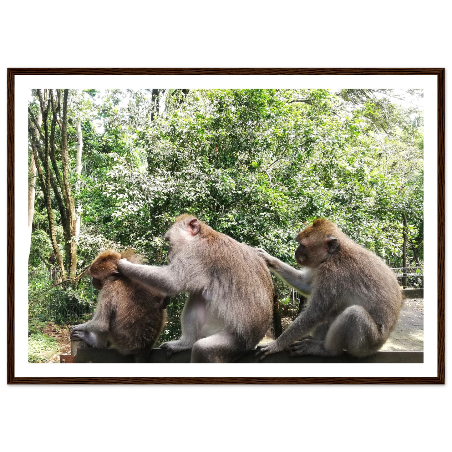 Monkey Scratchers - Poster - Arthena