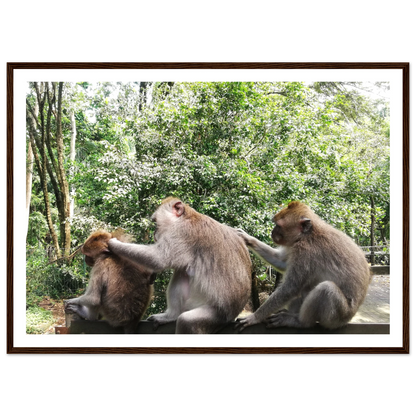 Monkey Scratchers - Poster - Arthena