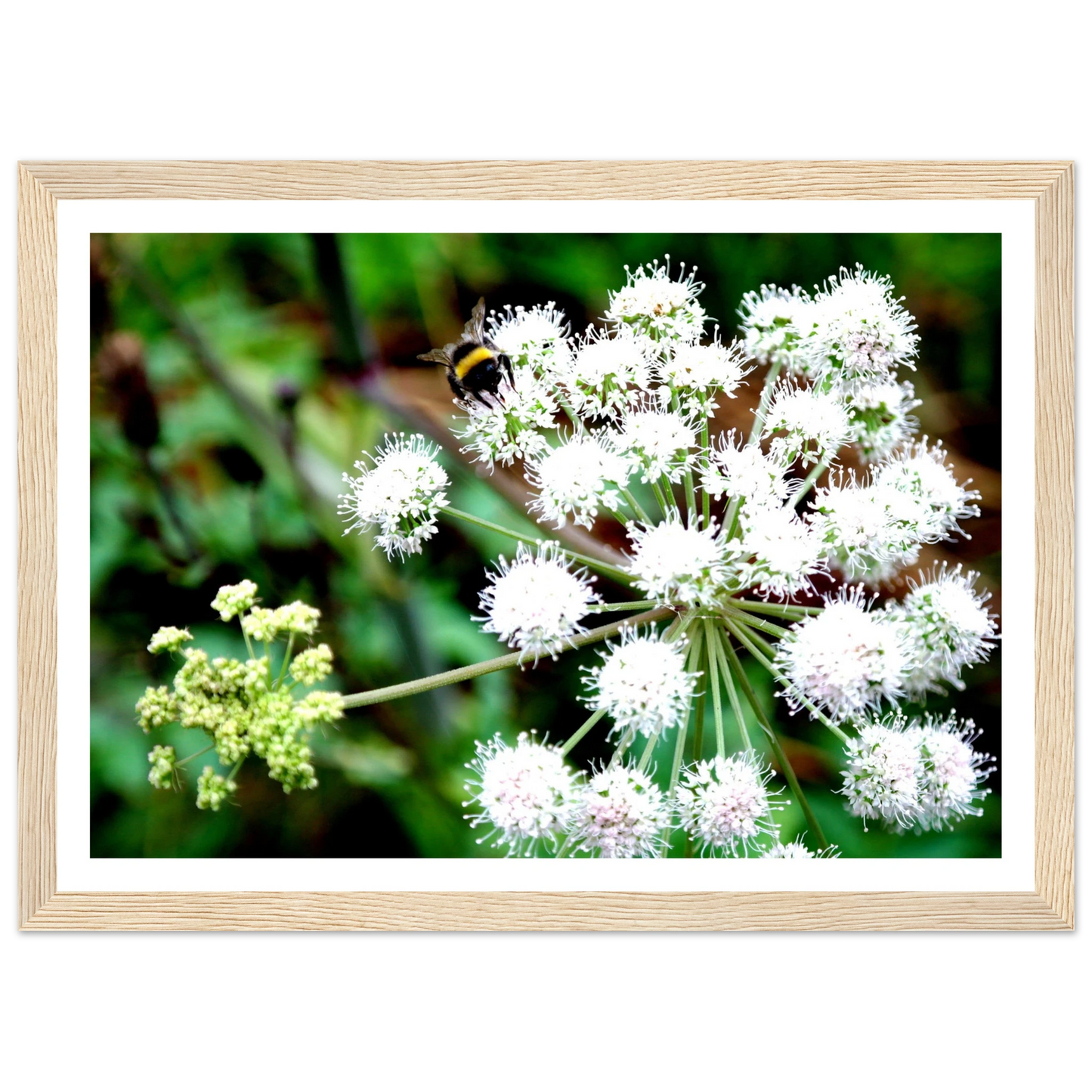 Expression of the Bumblebee - Arthena