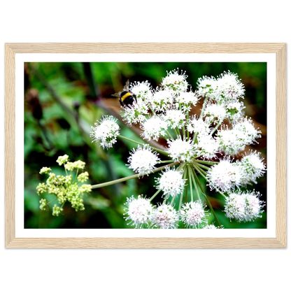 Expression of the Bumblebee - Arthena