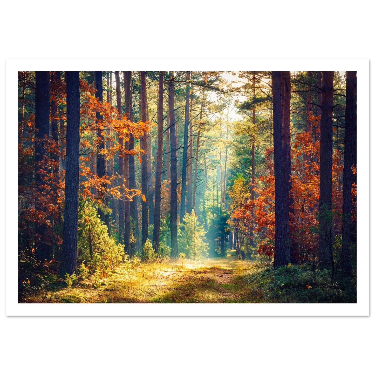 Path of Autumn Glow - Poster - Arthena