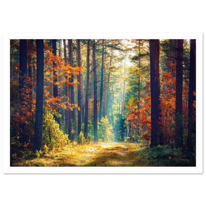 Path of Autumn Glow - Poster - Arthena