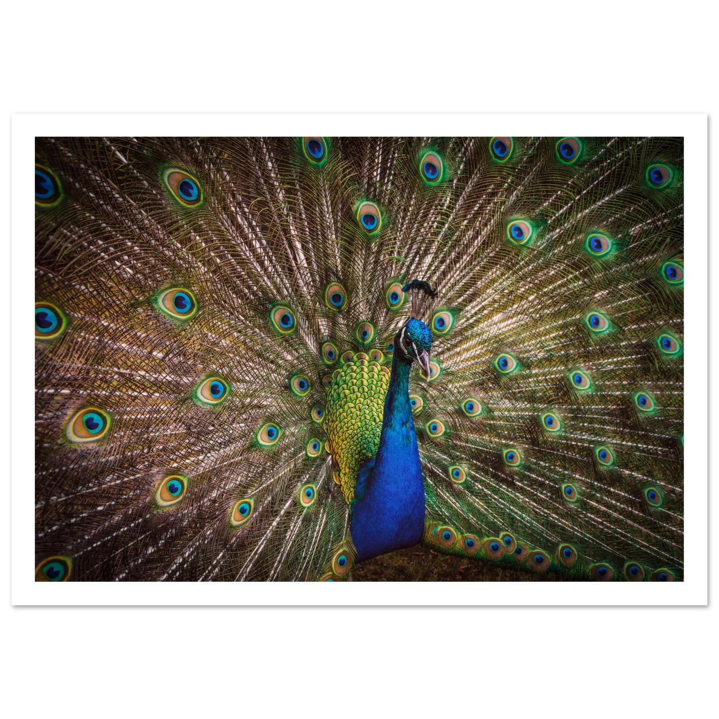Crown of feathers - Poster - Arthena