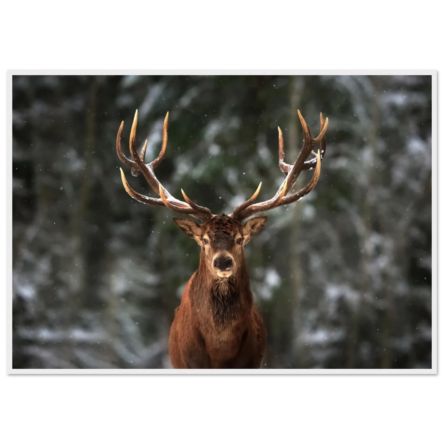 Stag in snow - Poster - Arthena