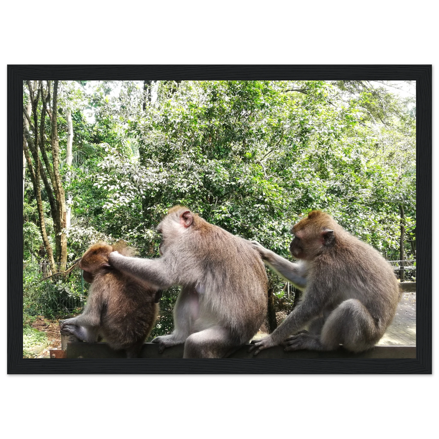Monkey Scratchers - Poster - Arthena