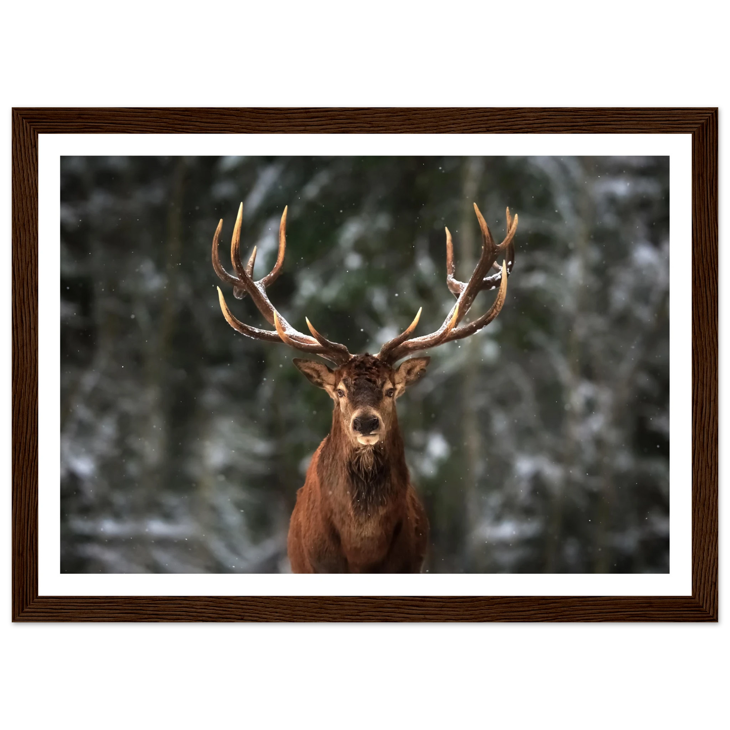 Stag in snow - Poster - Arthena