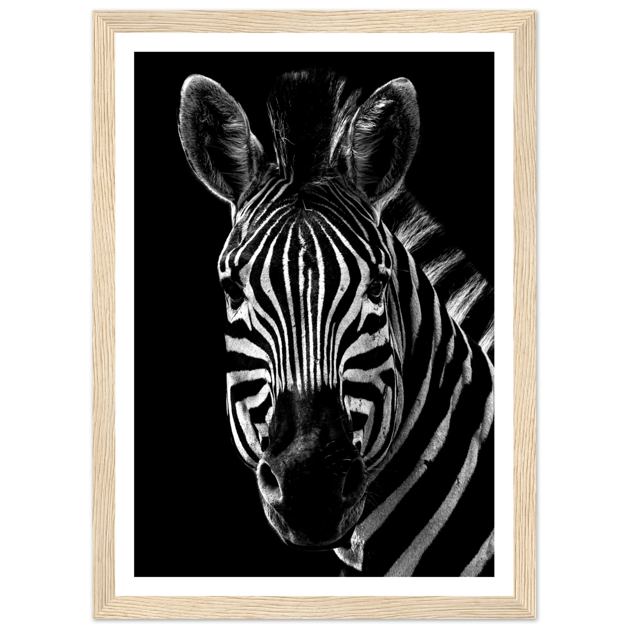 Zebra - Poster - Arthena