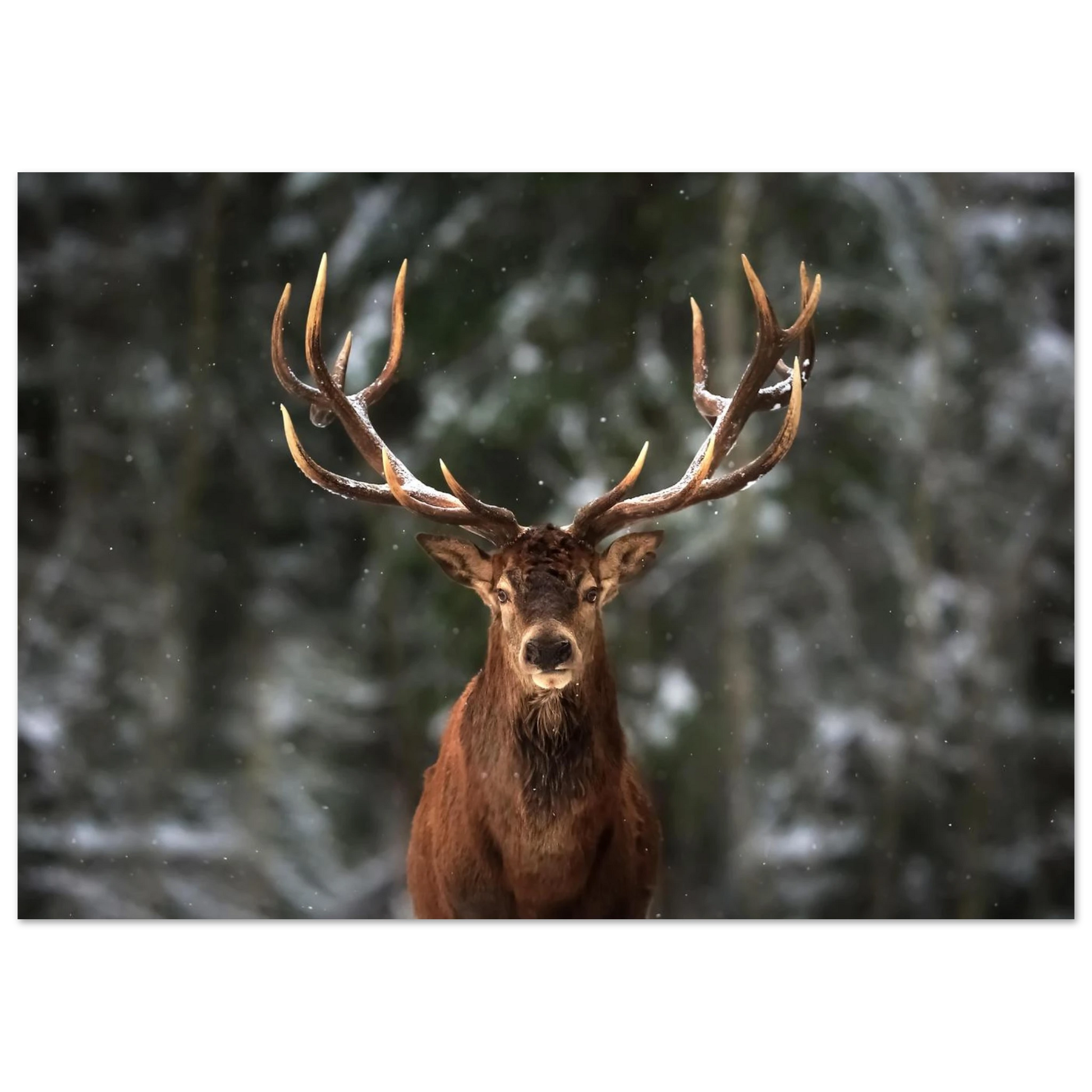 Stag in snow - Poster - Arthena