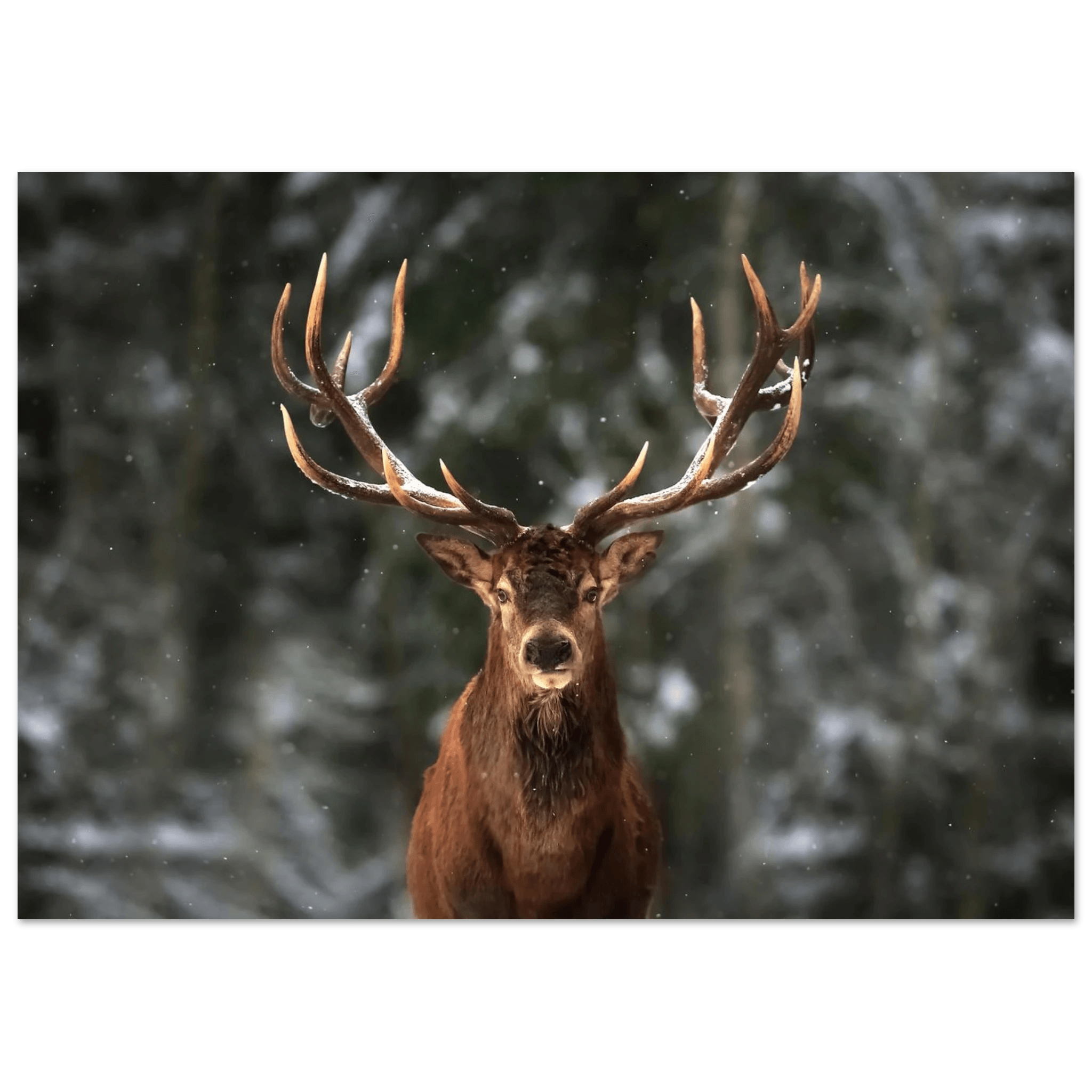 Stag in snow - Poster - Arthena