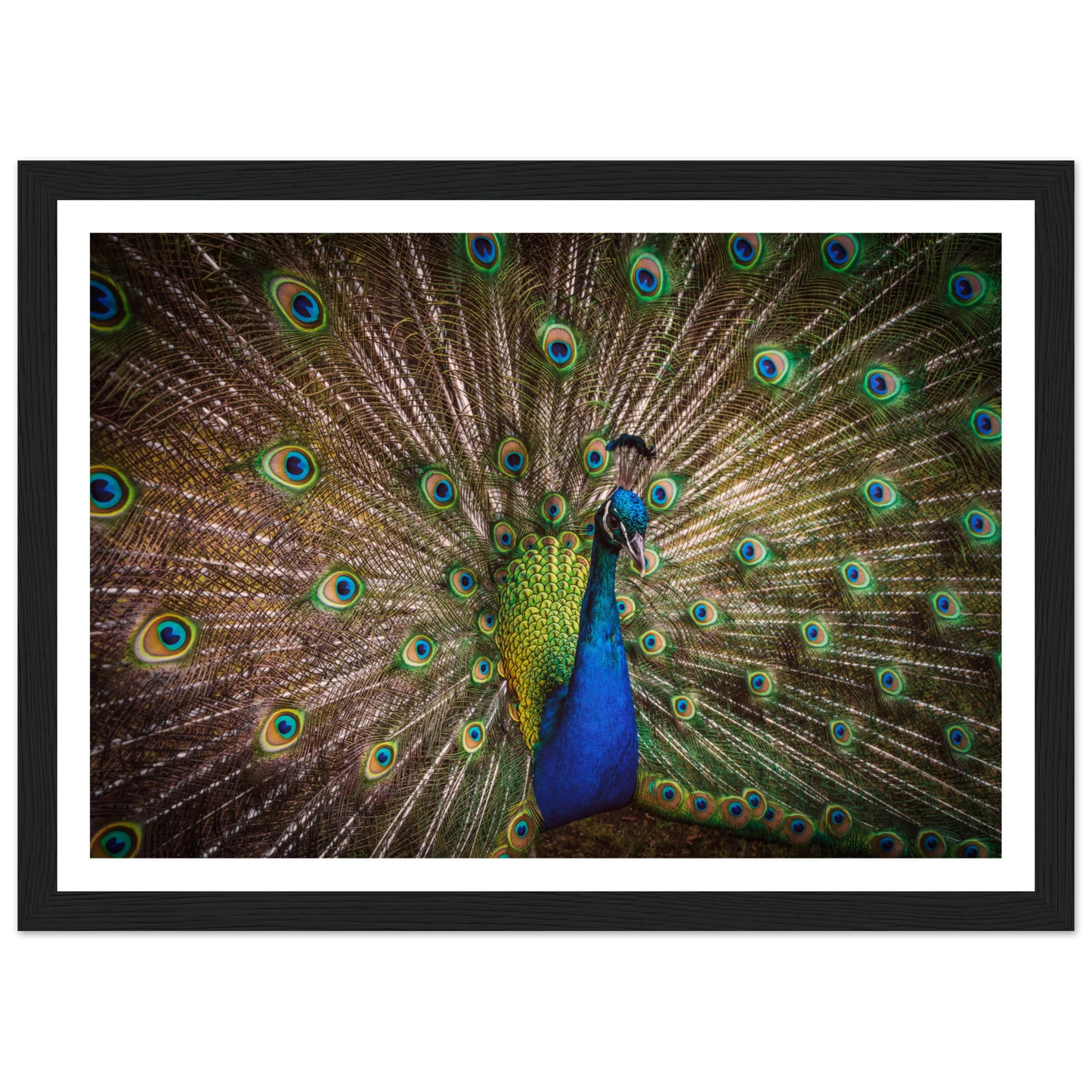 Crown of feathers - Poster - Arthena