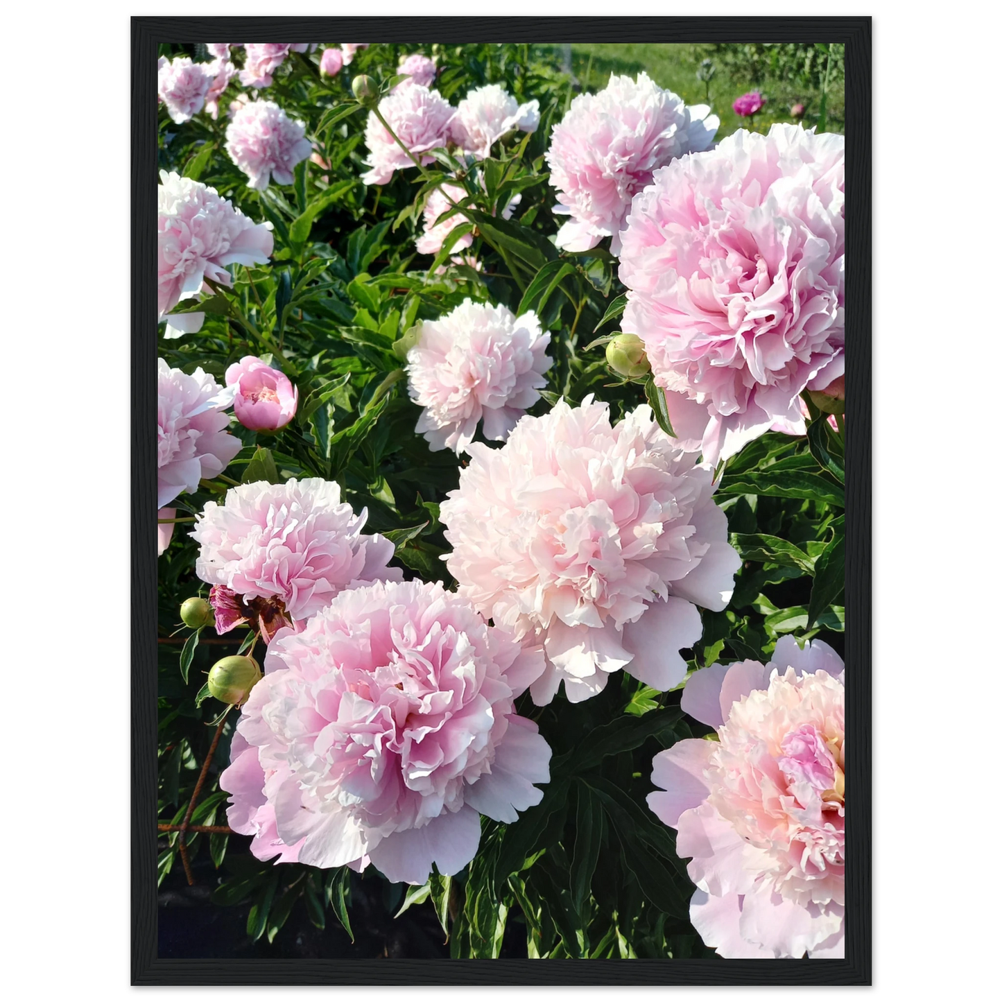 Peonies - Poster - Arthena