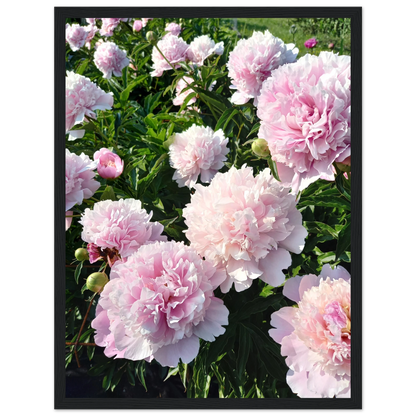 Peonies - Poster - Arthena