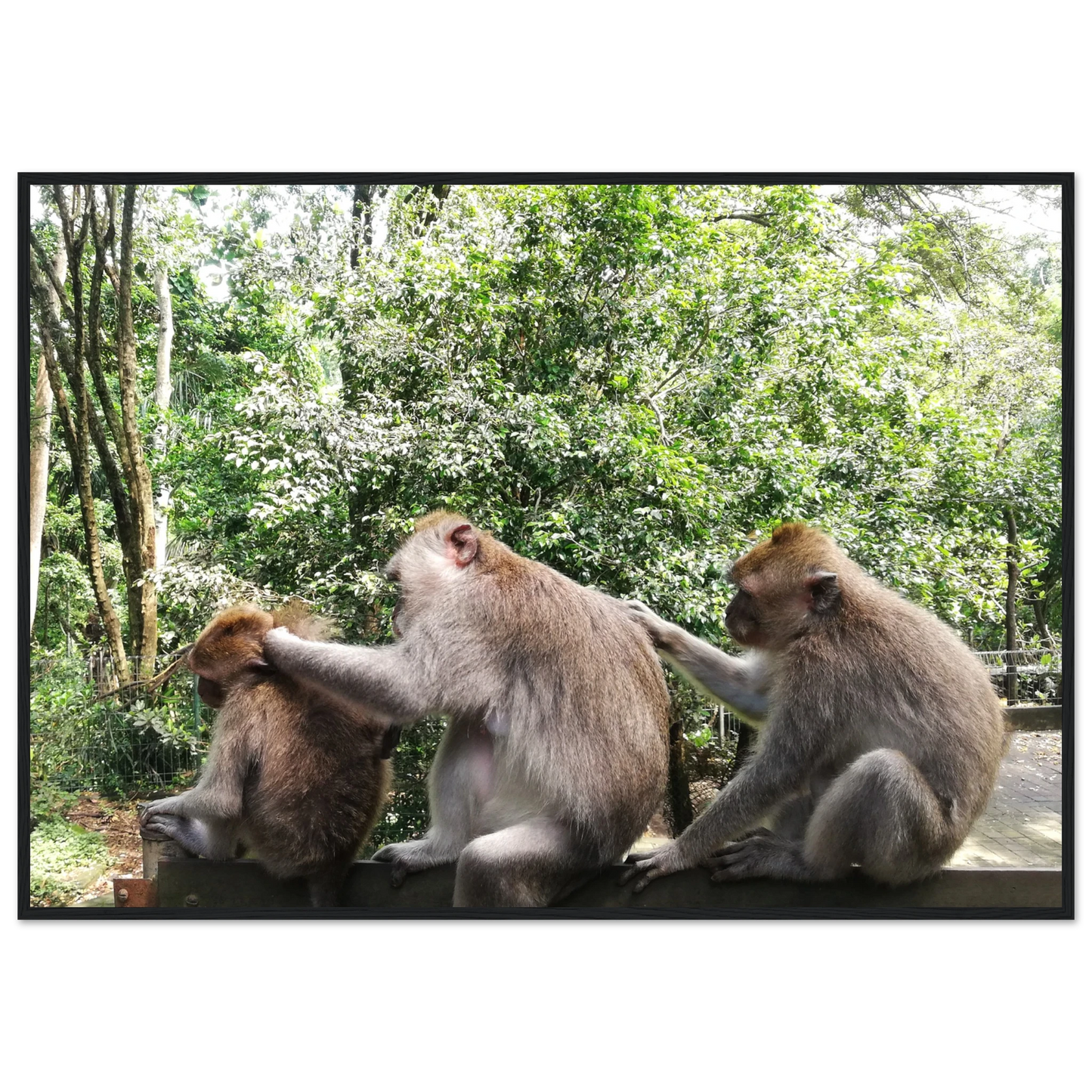 Monkey Scratchers - Poster - Arthena
