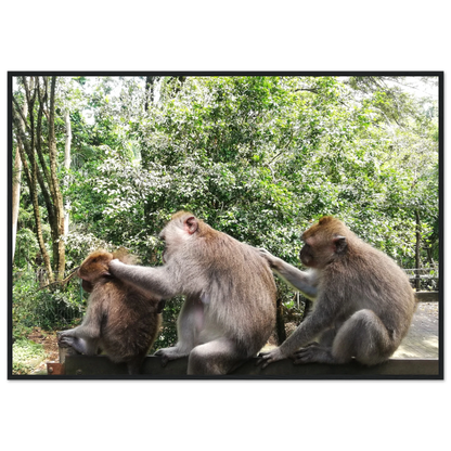 Monkey Scratchers - Poster - Arthena