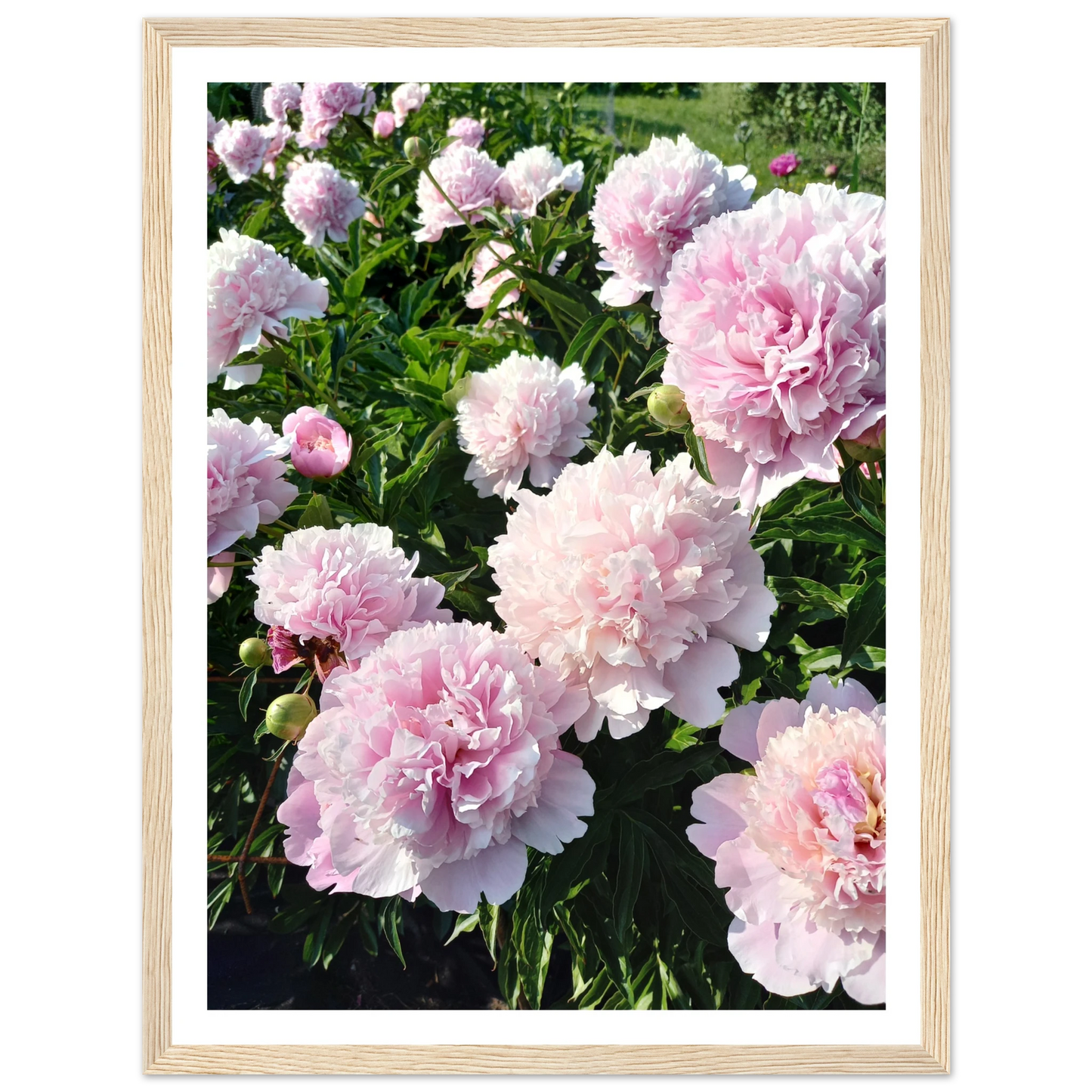 Peonies - Poster - Arthena