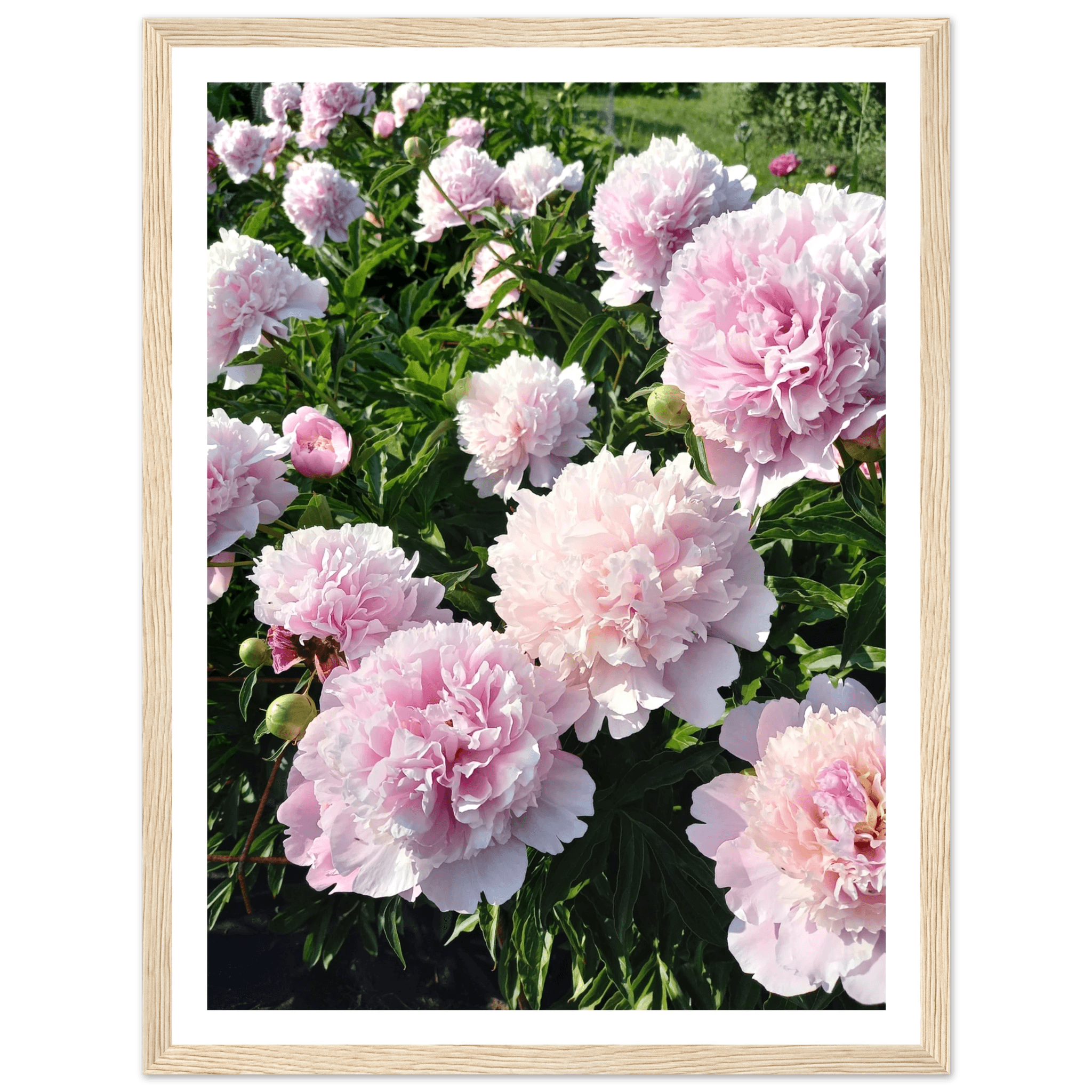 Peonies - Poster - Arthena