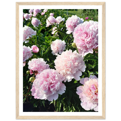Peonies - Poster - Arthena