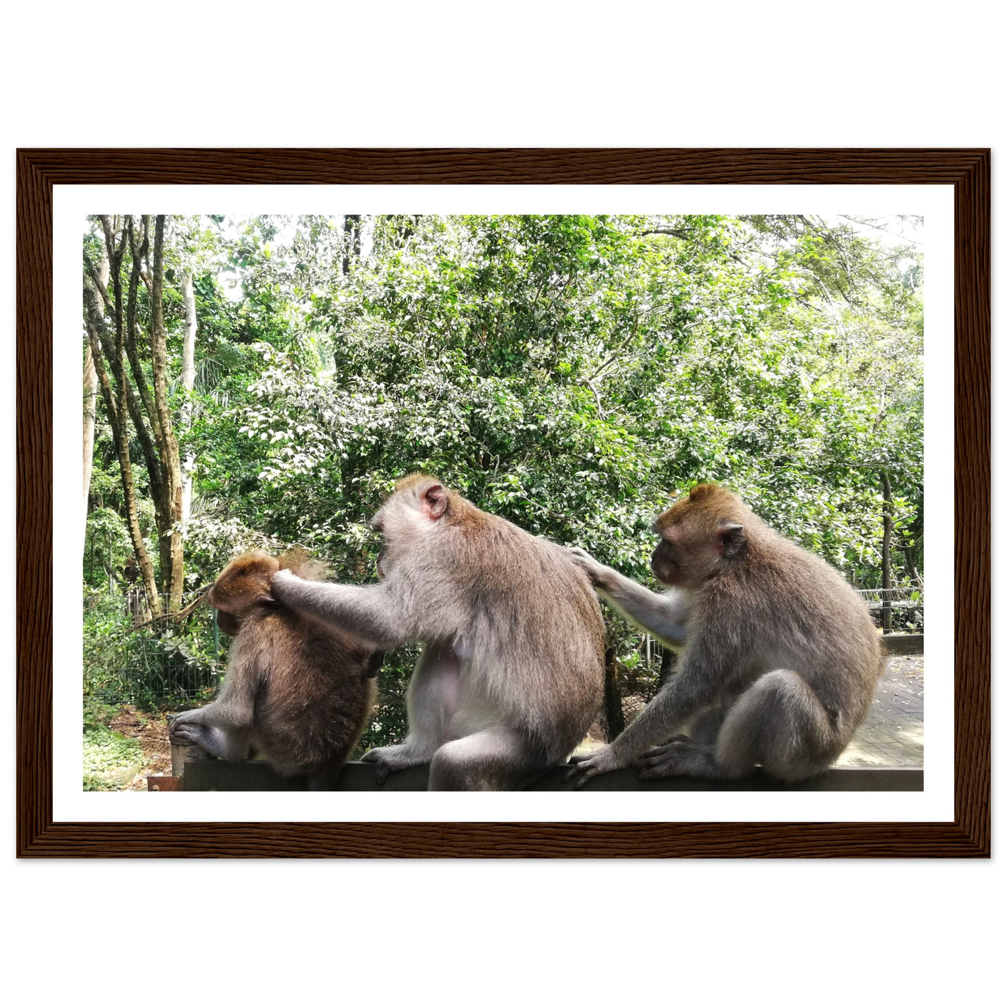 Monkey Scratchers - Poster - Arthena