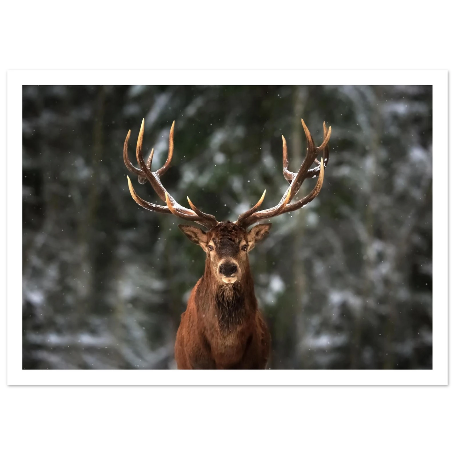 Stag in snow - Poster - Arthena