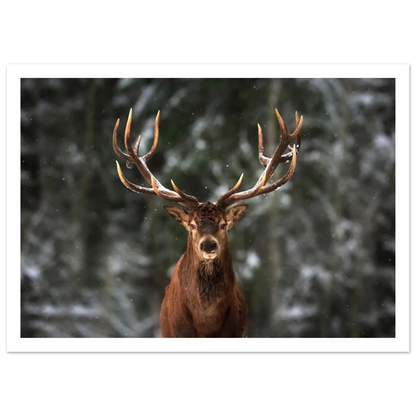 Stag in snow - Poster - Arthena