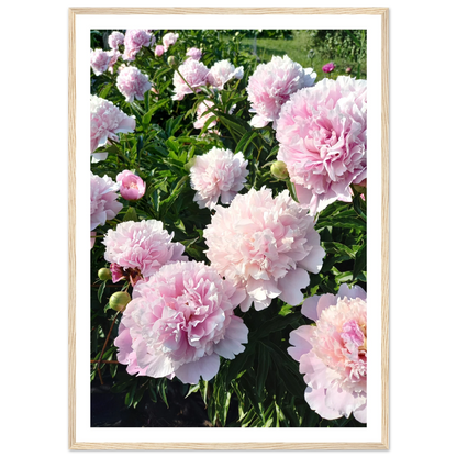 Peonies - Poster - Arthena