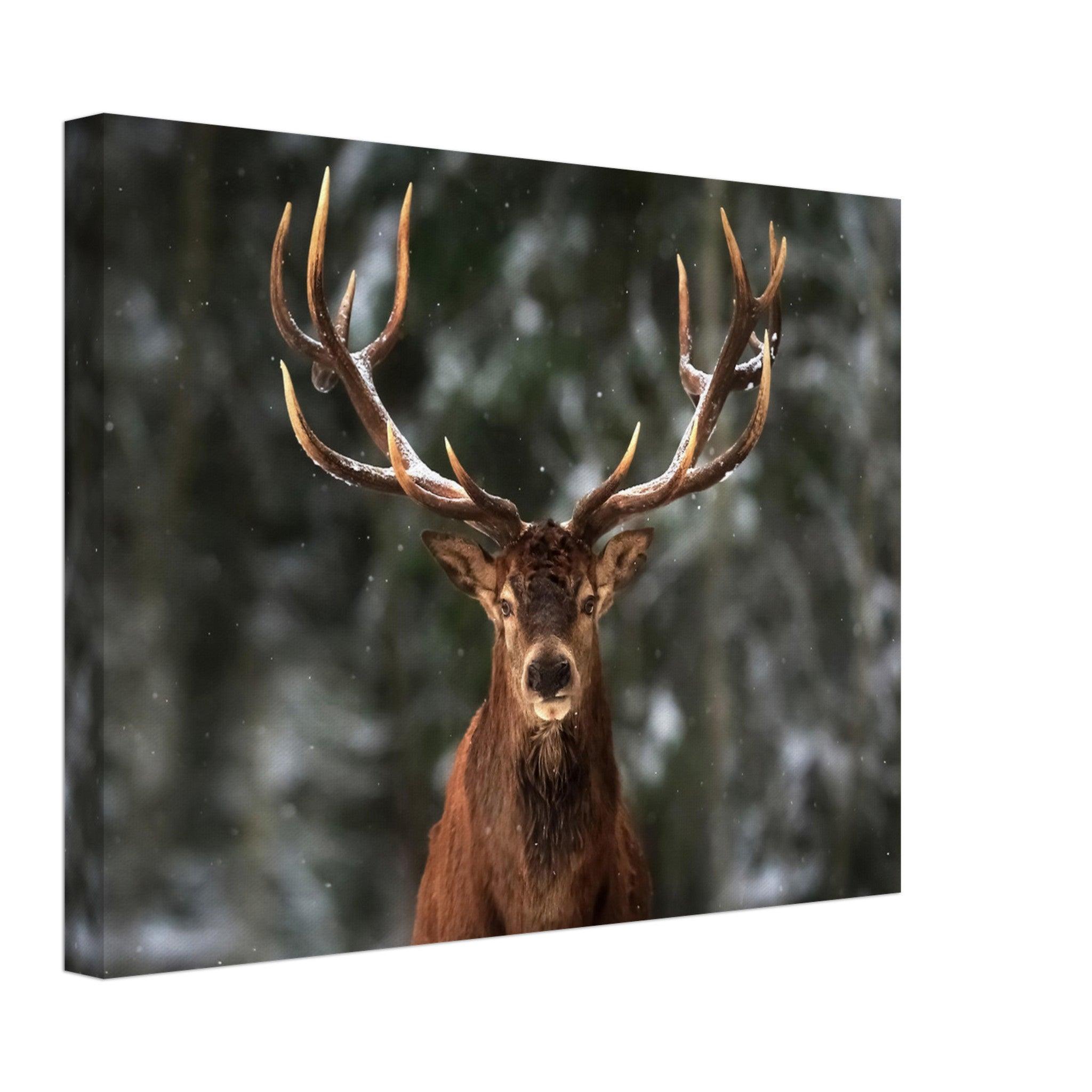 Stag in snow - Canvas - Arthena