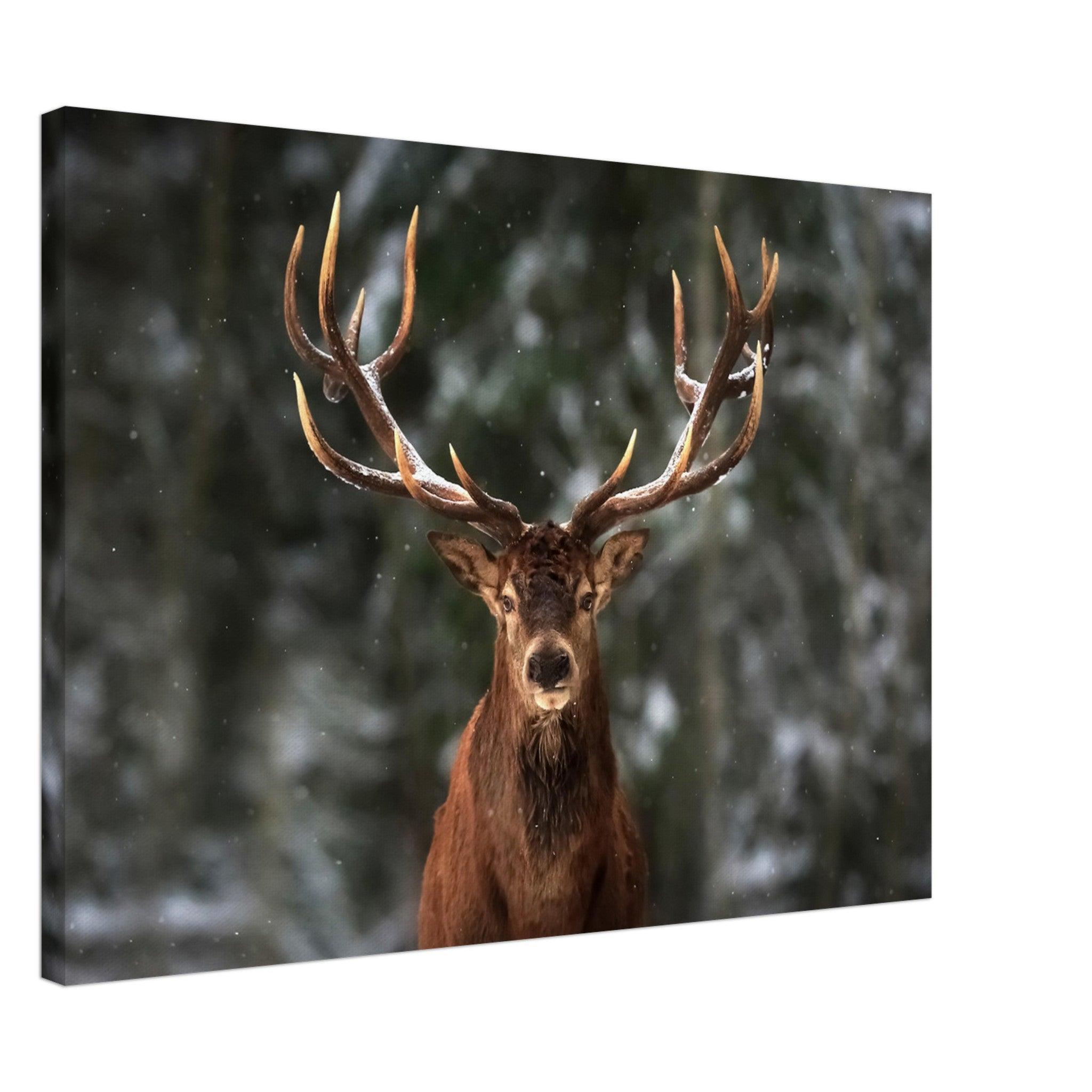 Stag in snow - Canvas - Arthena