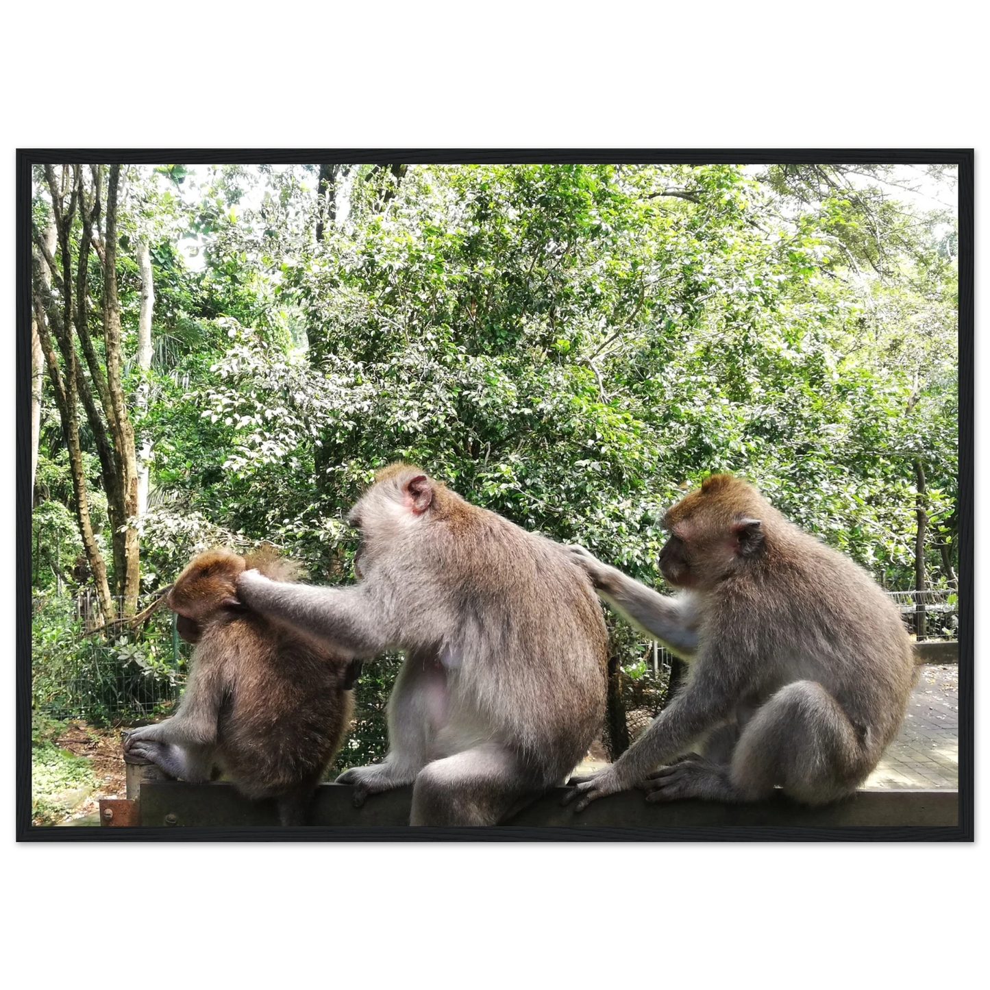 Monkey Scratchers - Poster - Arthena