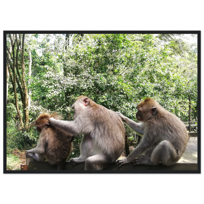 Monkey Scratchers - Poster - Arthena