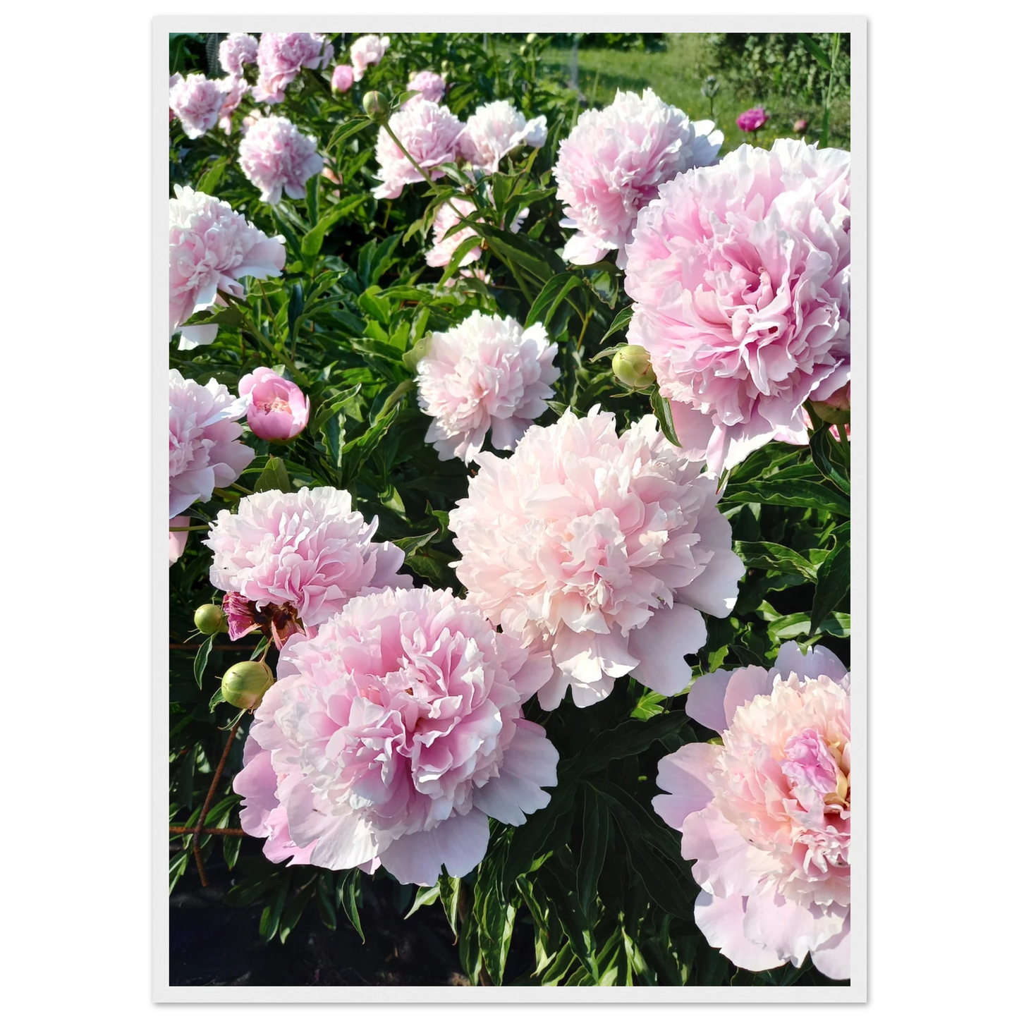 Peonies - Poster - Arthena