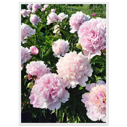Peonies - Poster - Arthena