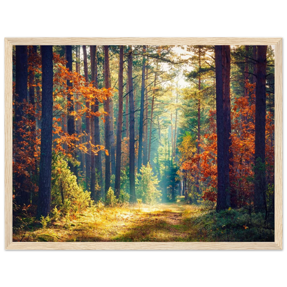 Path of Autumn Glow - Poster - Arthena