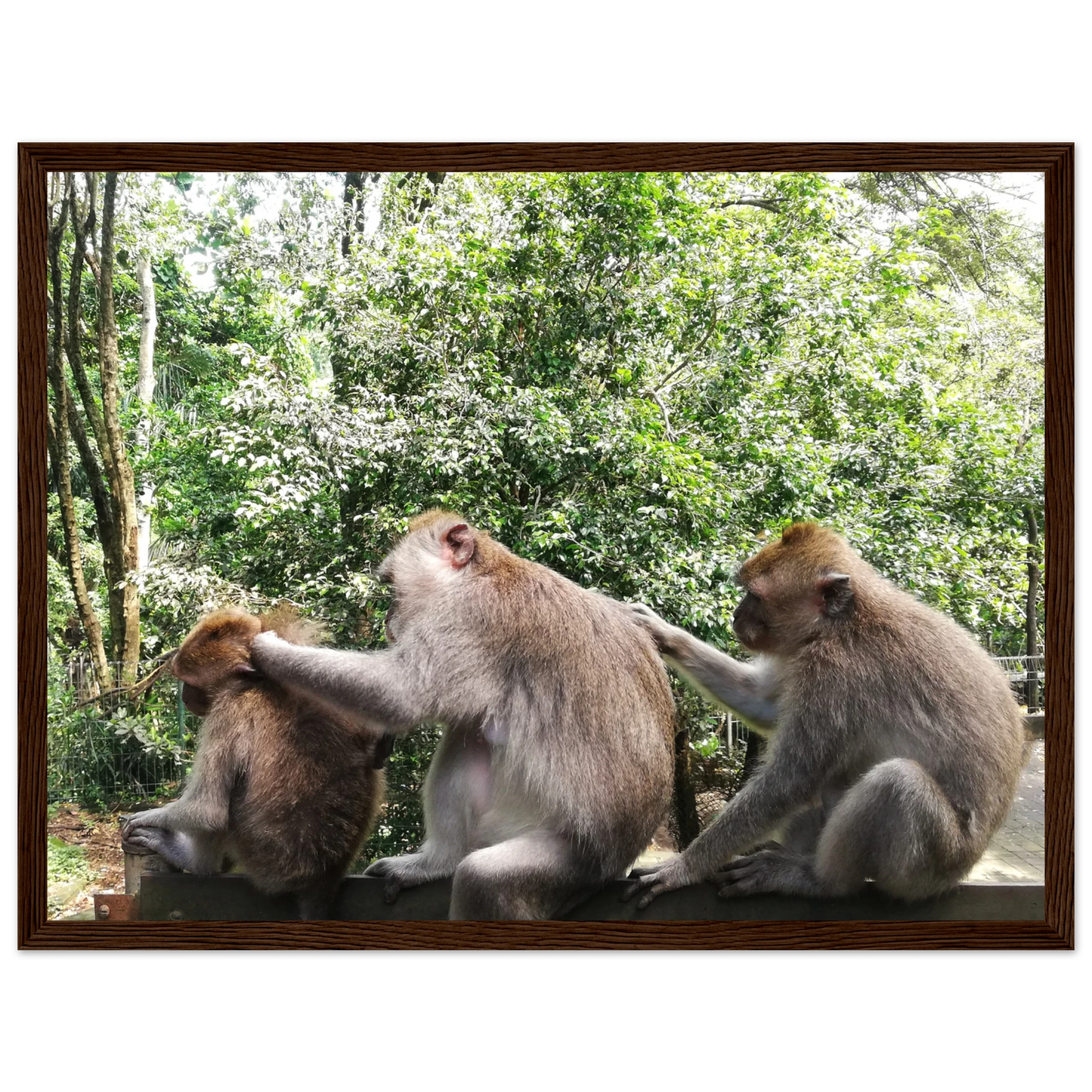 Monkey Scratchers - Poster - Arthena