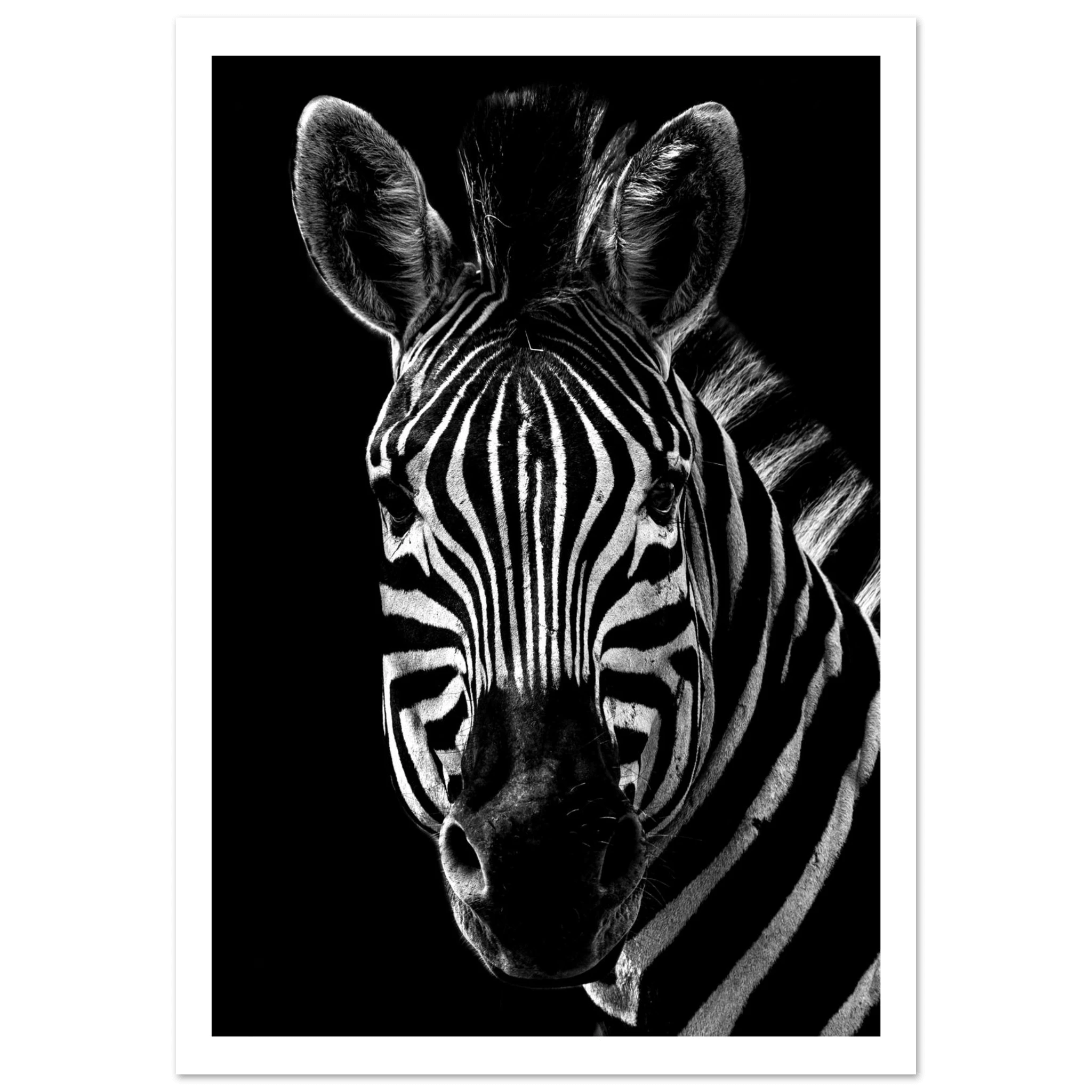 Zebra - Poster - Arthena