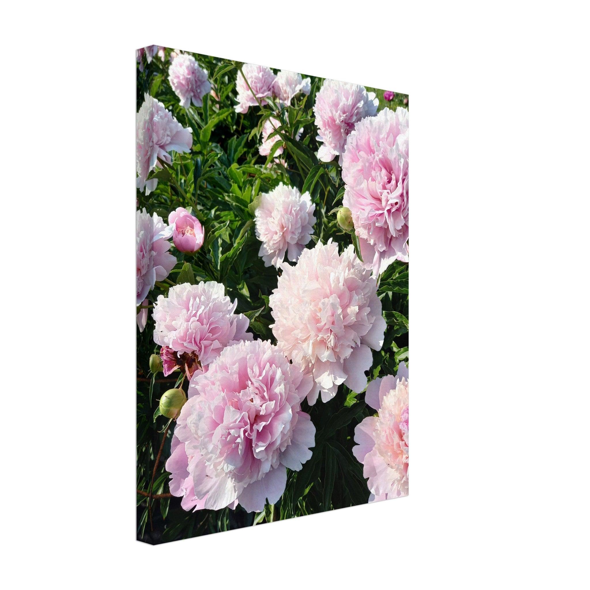 Peonies - Canvas - Arthena