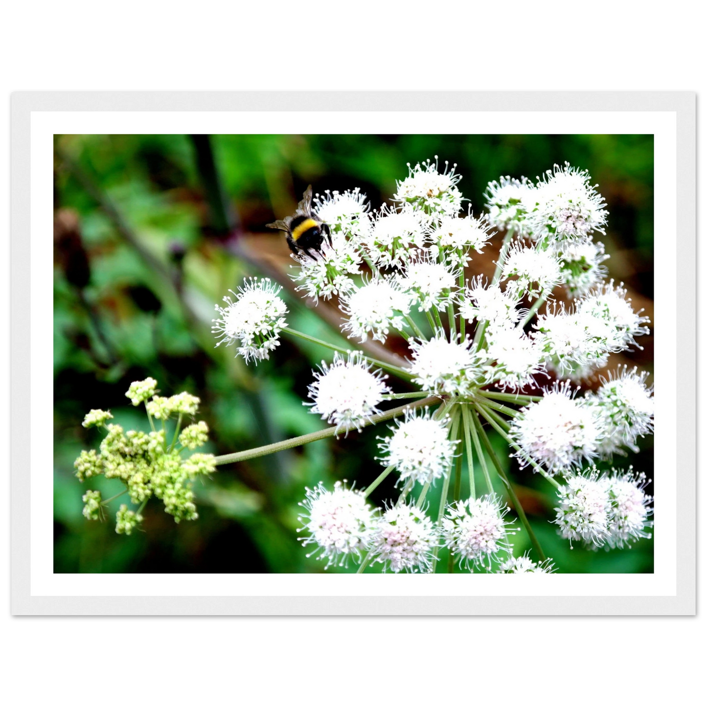 Expression of the Bumblebee - Arthena