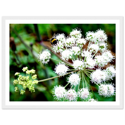 Expression of the Bumblebee - Arthena