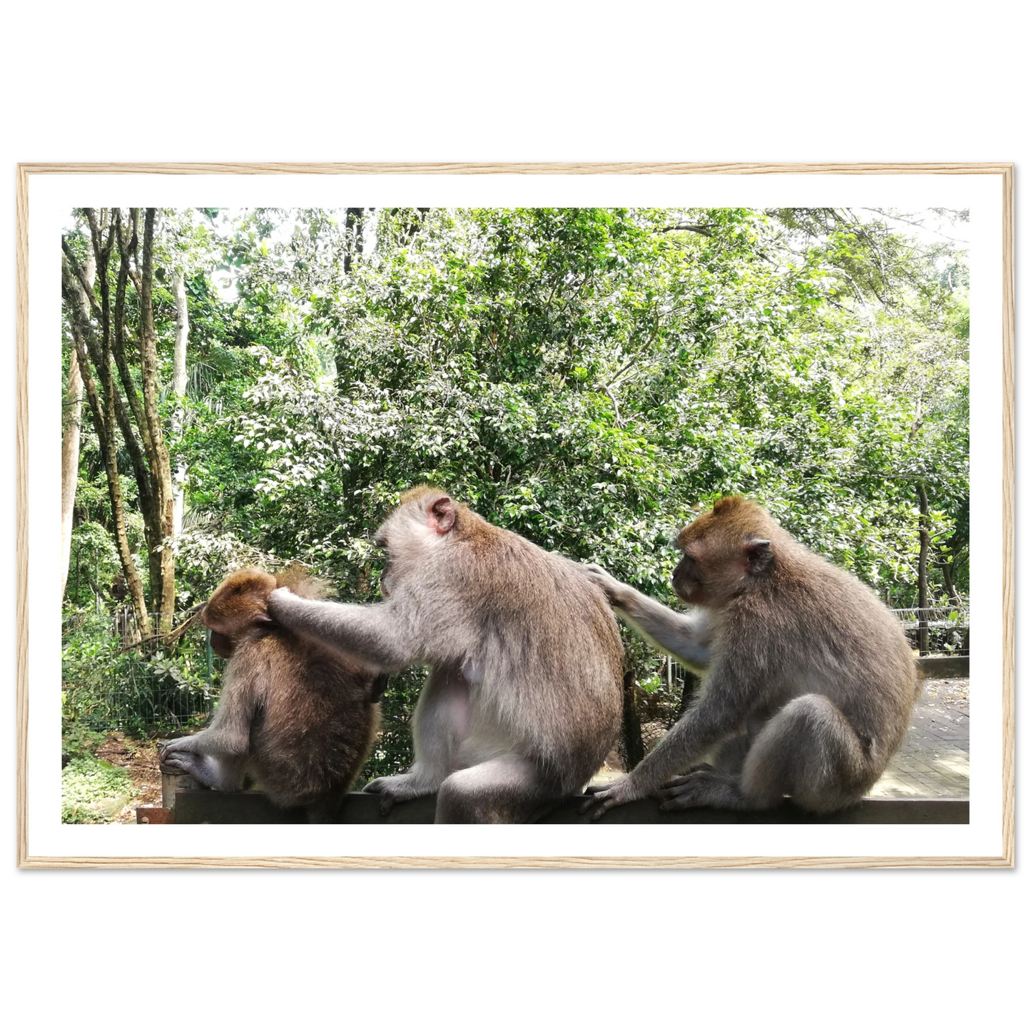 Monkey Scratchers - Poster - Arthena