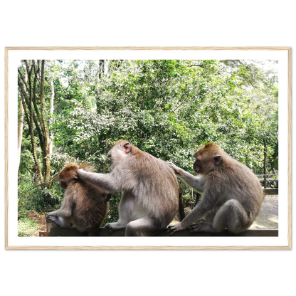 Monkey Scratchers - Poster - Arthena