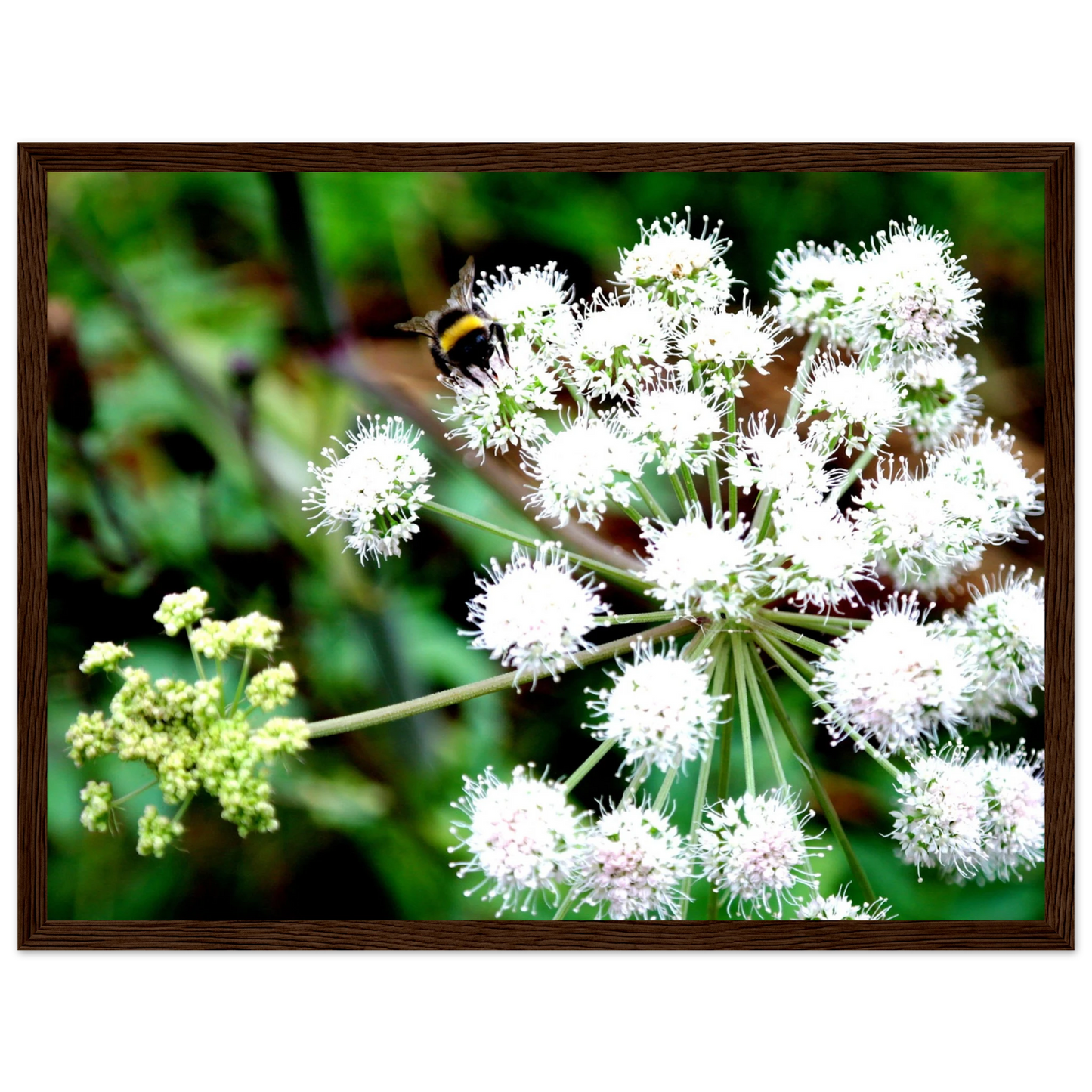 Expression of the Bumblebee - Arthena
