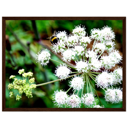 Expression of the Bumblebee - Arthena
