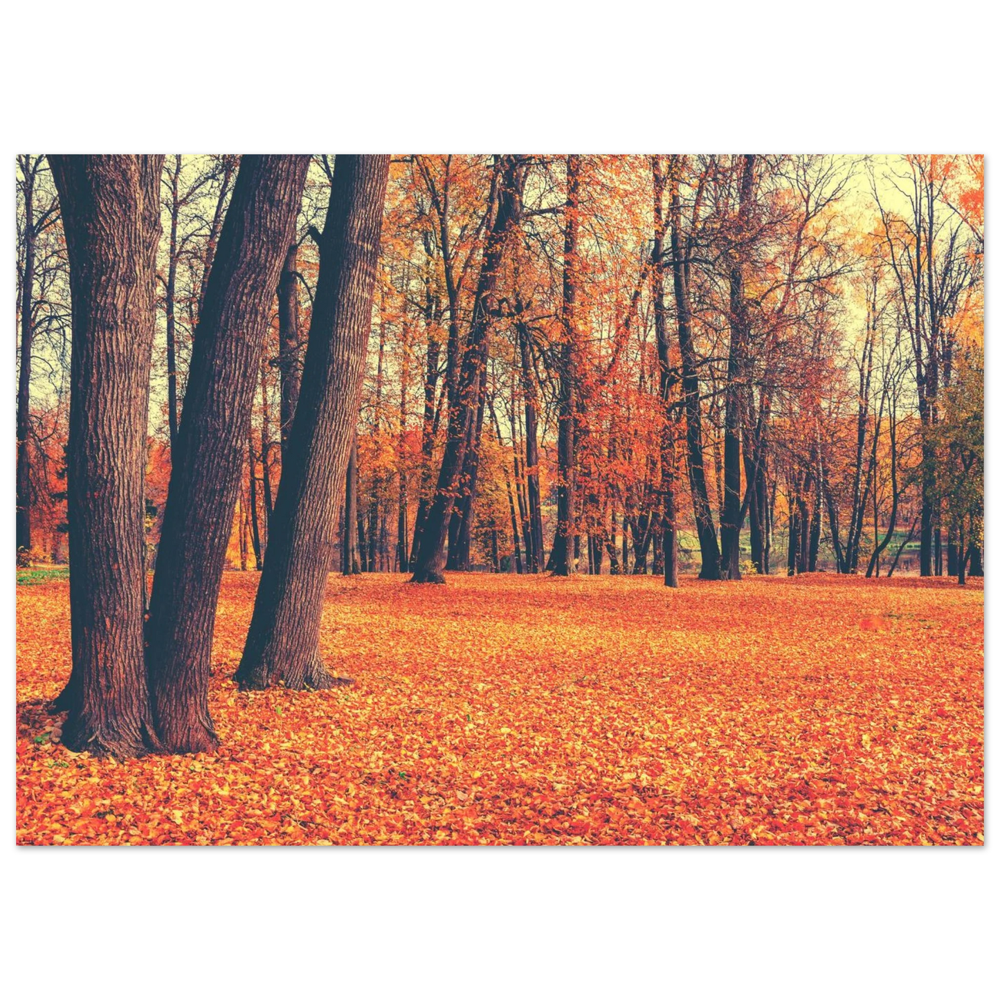 Autumn Carpet - Poster - Arthena