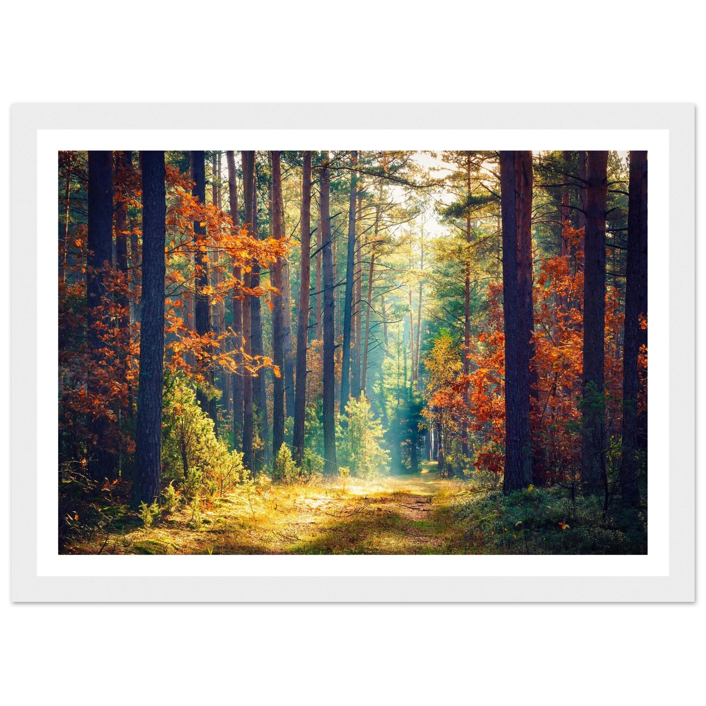 Path of Autumn Glow - Poster - Arthena