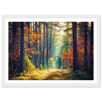 Path of Autumn Glow - Poster - Arthena