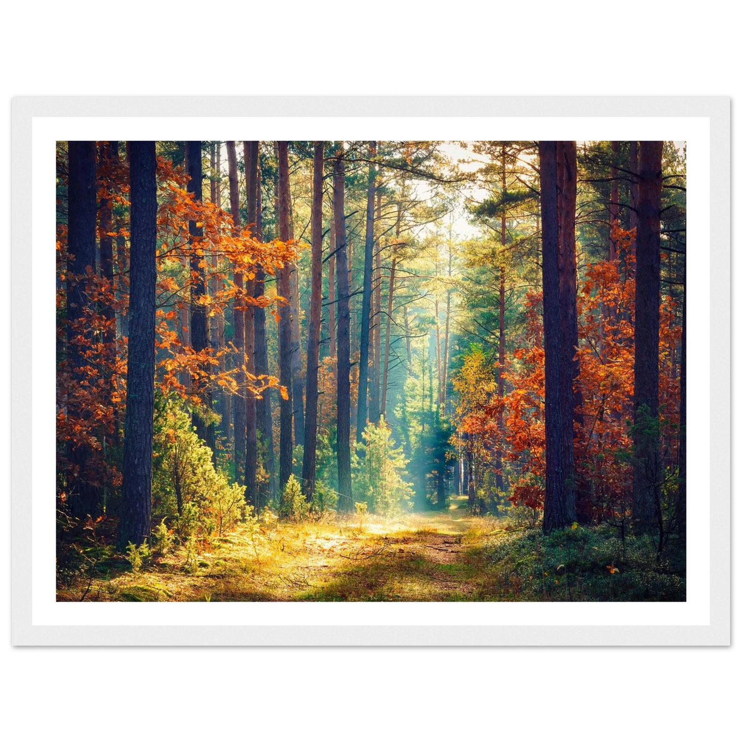 Path of Autumn Glow - Poster - Arthena