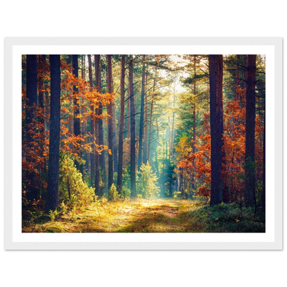 Path of Autumn Glow - Poster - Arthena