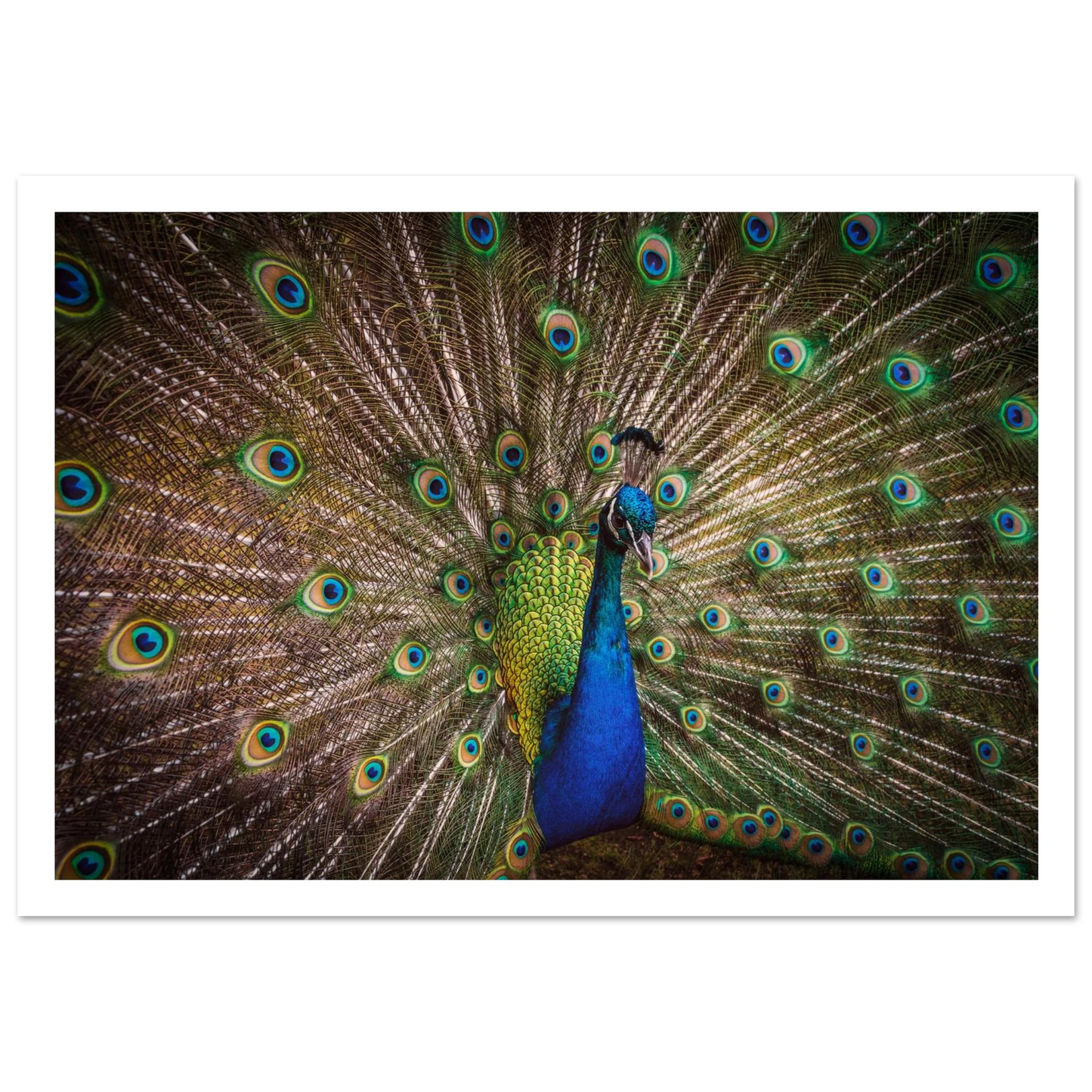 Crown of feathers - Poster - Arthena