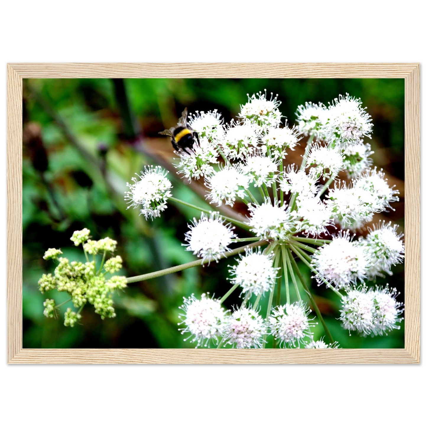 Expression of the Bumblebee - Arthena