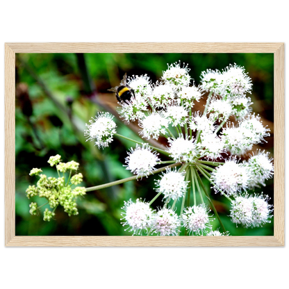 Expression of the Bumblebee - Arthena